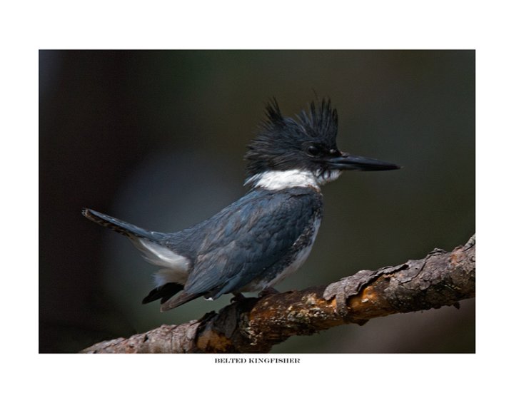 _1SB0057 belted kingfisher a11x14.jpg